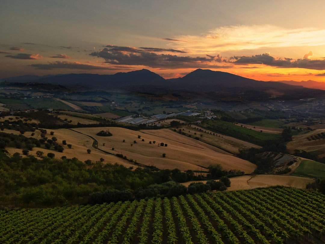 Identità liquide: olio IGP e vini DOC/IGP, custodi di territorio e tendenza